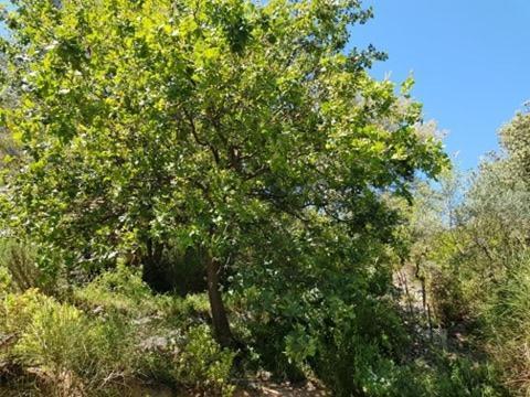 Cabane Dans Les Arbres "La Kaz Aux Cigales" Cuers Eksteriør bilde